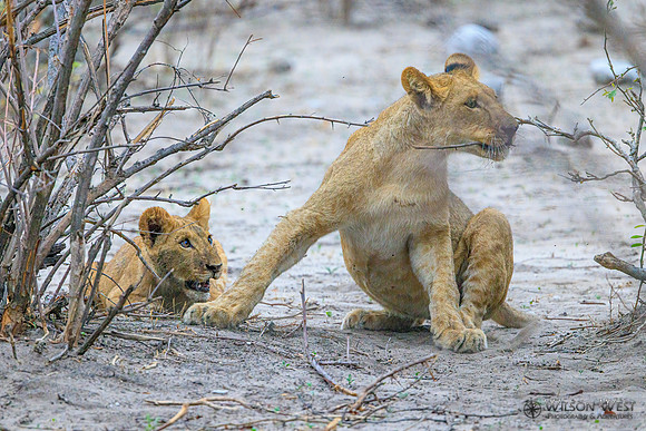 Lion