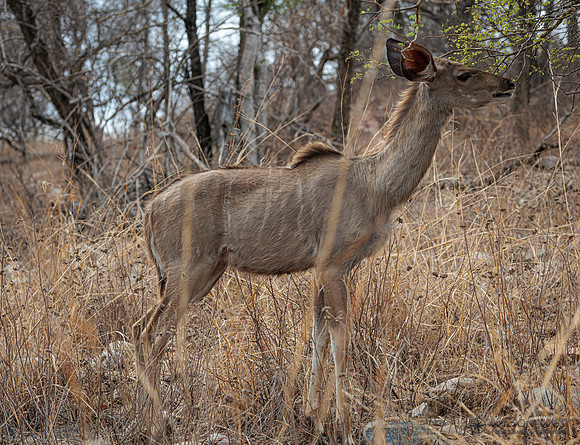 Greater Kudu