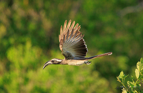 Gray Hornbill