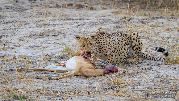 Cheetah
