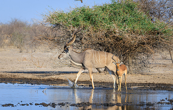Greater Kudu
