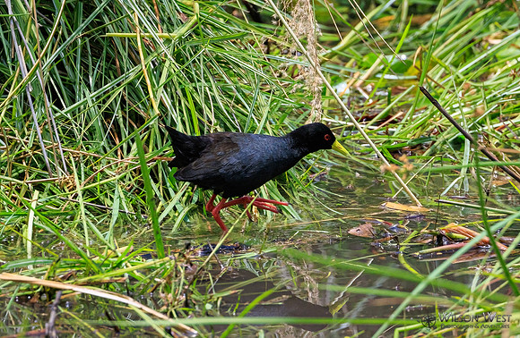 Black Crake