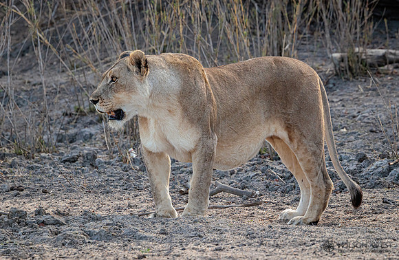 Lion