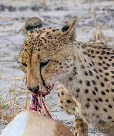 Cheetah