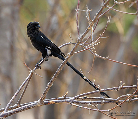 Magpie Shrike