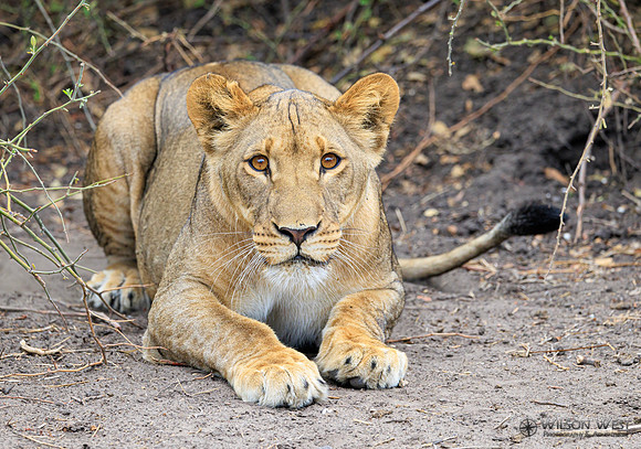 Lion