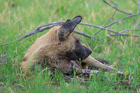 African Wild Dog