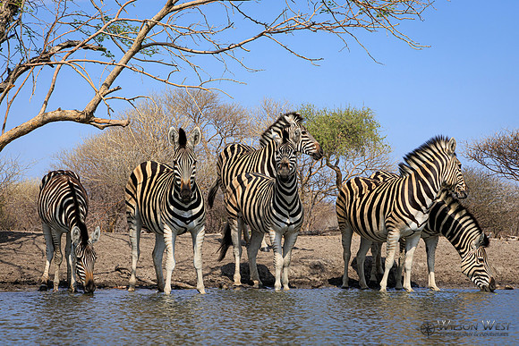 Burchell's Zebra