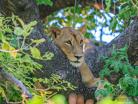 Lion