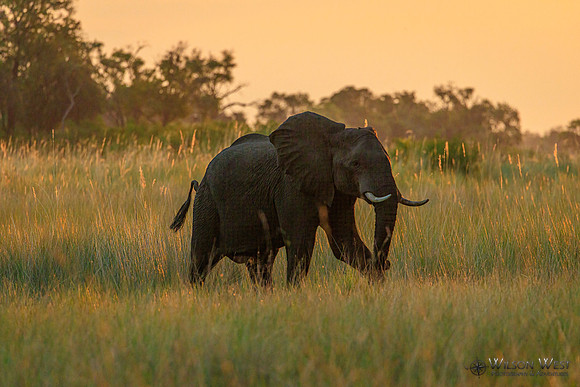 Elephant
