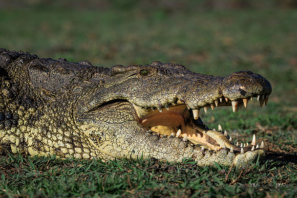 Crocodile