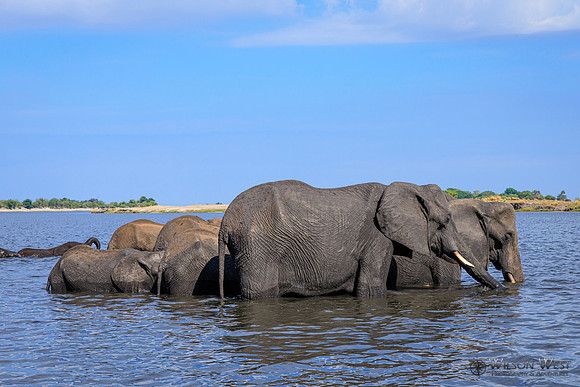 Elephant