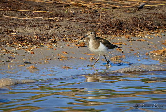 Common Sandpiper