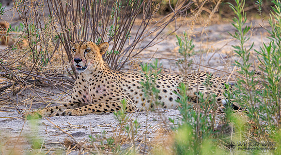 Cheetah