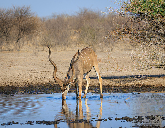 Greater Kudu