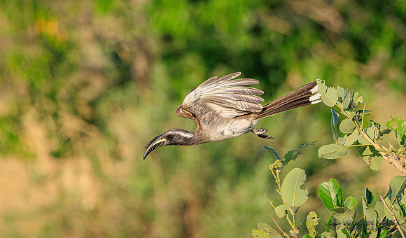 Gray Hornbill