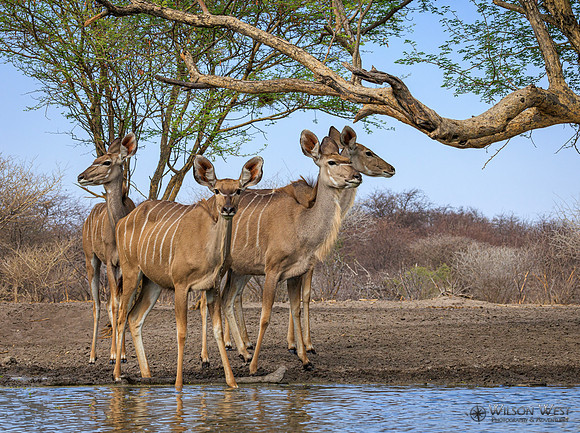 Greater Kudu