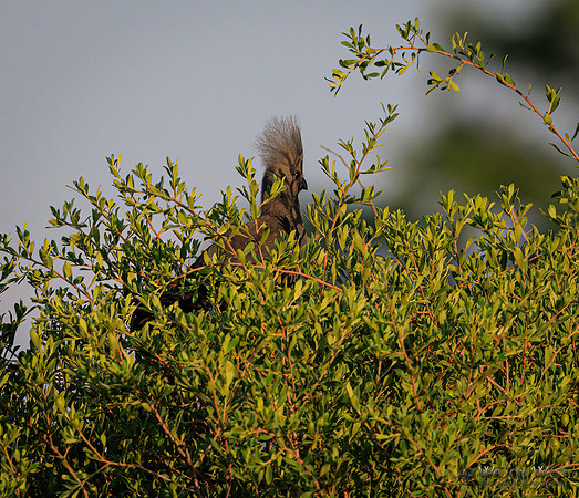 Gray Go-away-bird