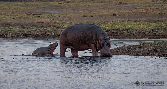 Hippopotamus