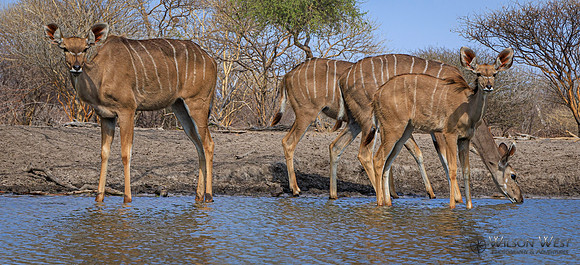 Greater Kudu