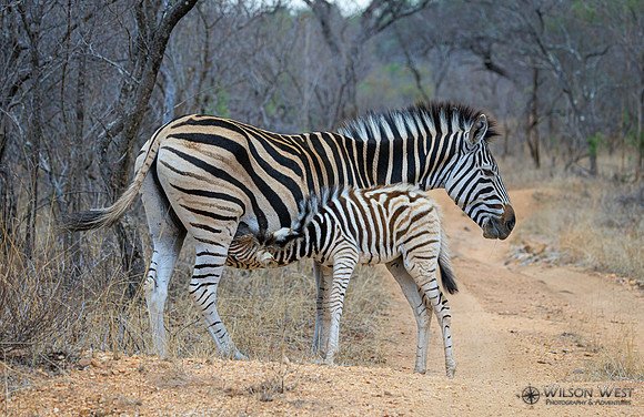 Burchell's Zebra