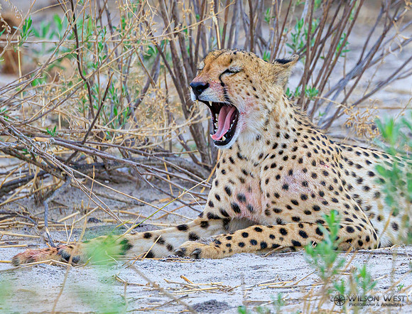 Cheetah