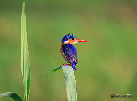 Malachite Kingfisher