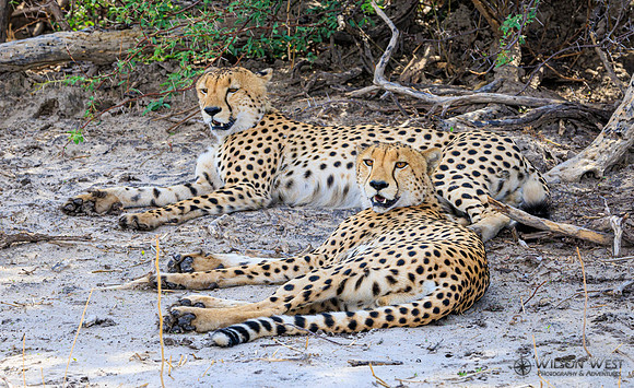 Cheetah