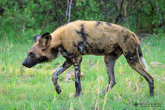 African Wild Dog