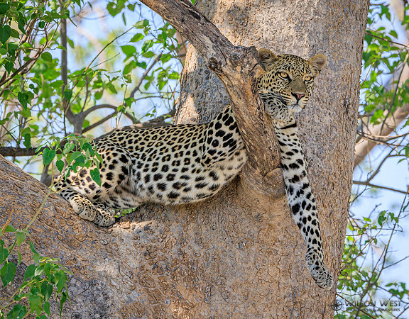 Leopard