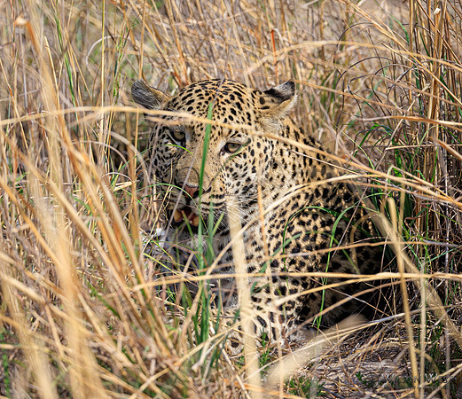 Leopard