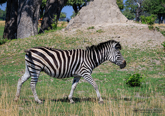 Burchell's Zebra