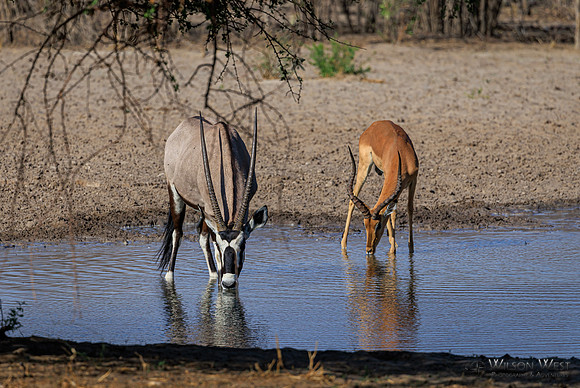 Impala, Oryx