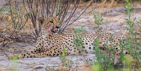 Cheetah