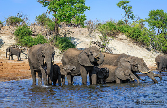 Elephant