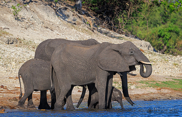 Elephant