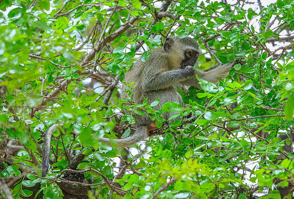 Vervet Monkey
