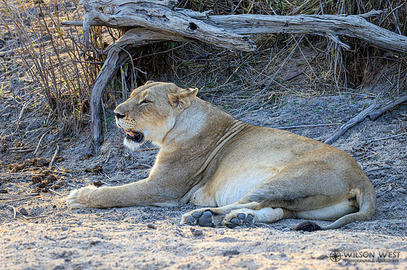 Lion