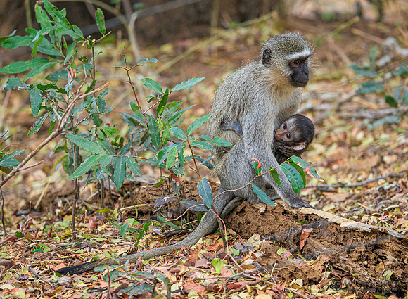 Vervet Monkey