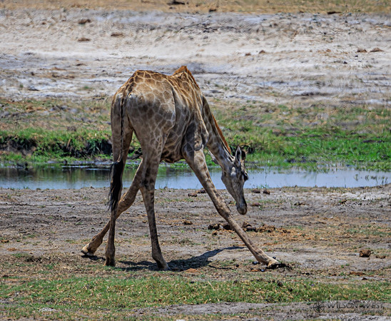 Giraffe