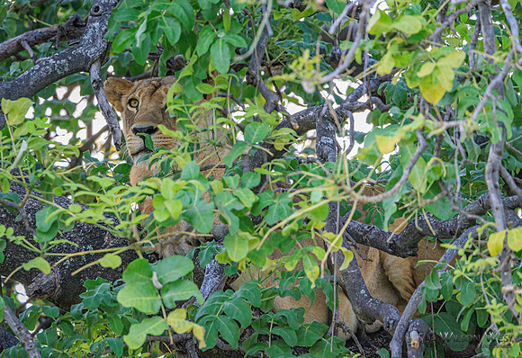 Lion