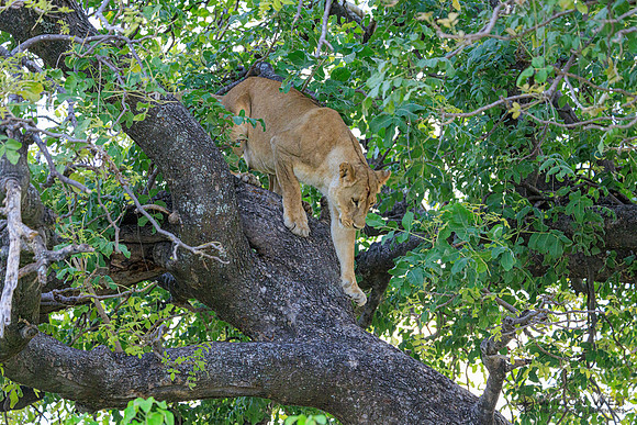 Lion