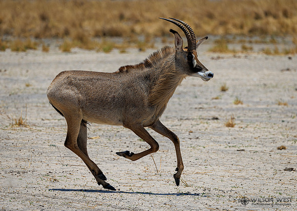 Roan Antelope