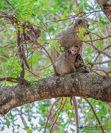 Vervet Monkey