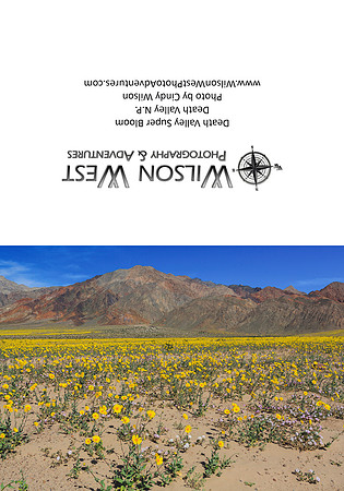 Death Valley - Desert Gold Super Bloom - 2