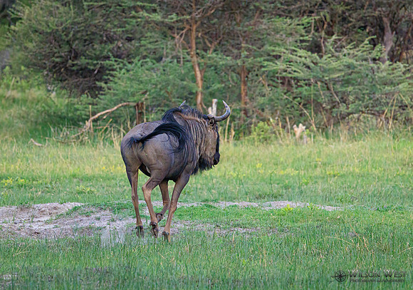 Blue Wildebeest