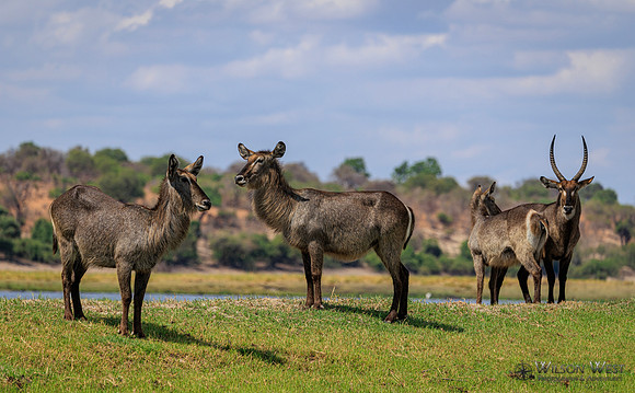 Common Waterbuck