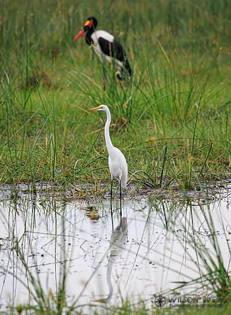 Great Egret, Saddle-billed Stork