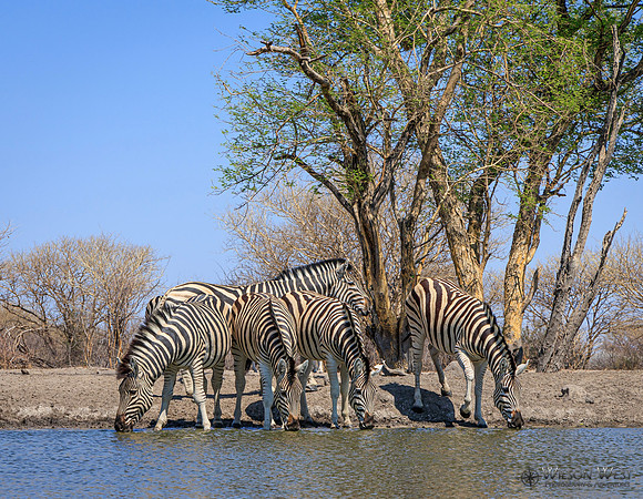 Burchell's Zebra