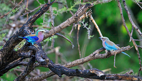 Lilac-breasted Roller